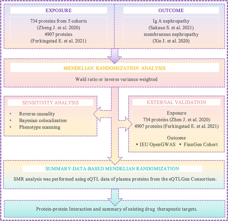 Investigating potential drug targets for IgA nephropathy and membranous nephropathy through multi-queue plasma protein analysis: a Mendelian randomization study based on SMR and co-localization analysis.