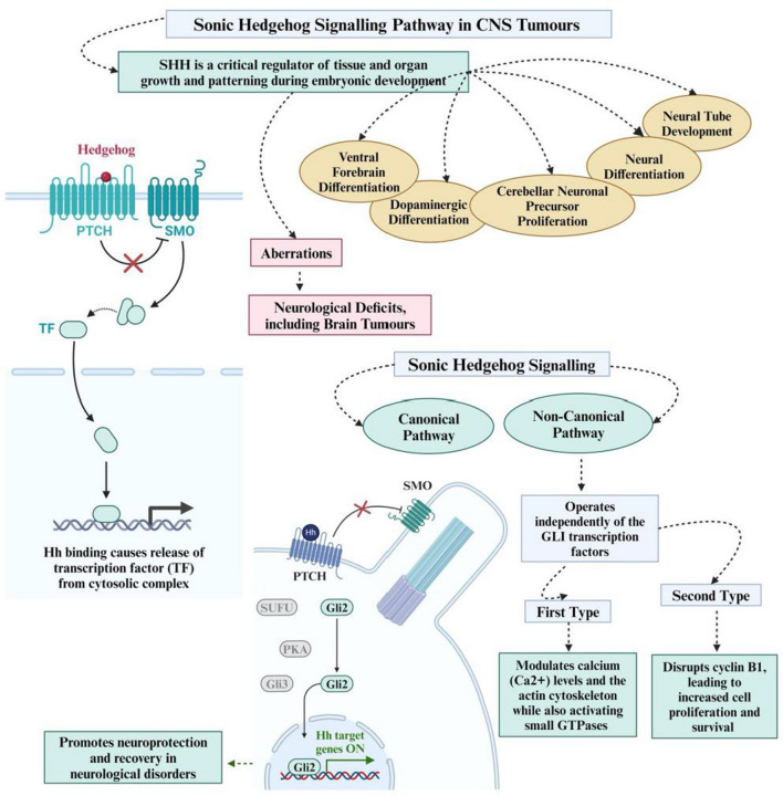 Sonic hedgehog signalling pathway in CNS tumours: its role and therapeutic implications.