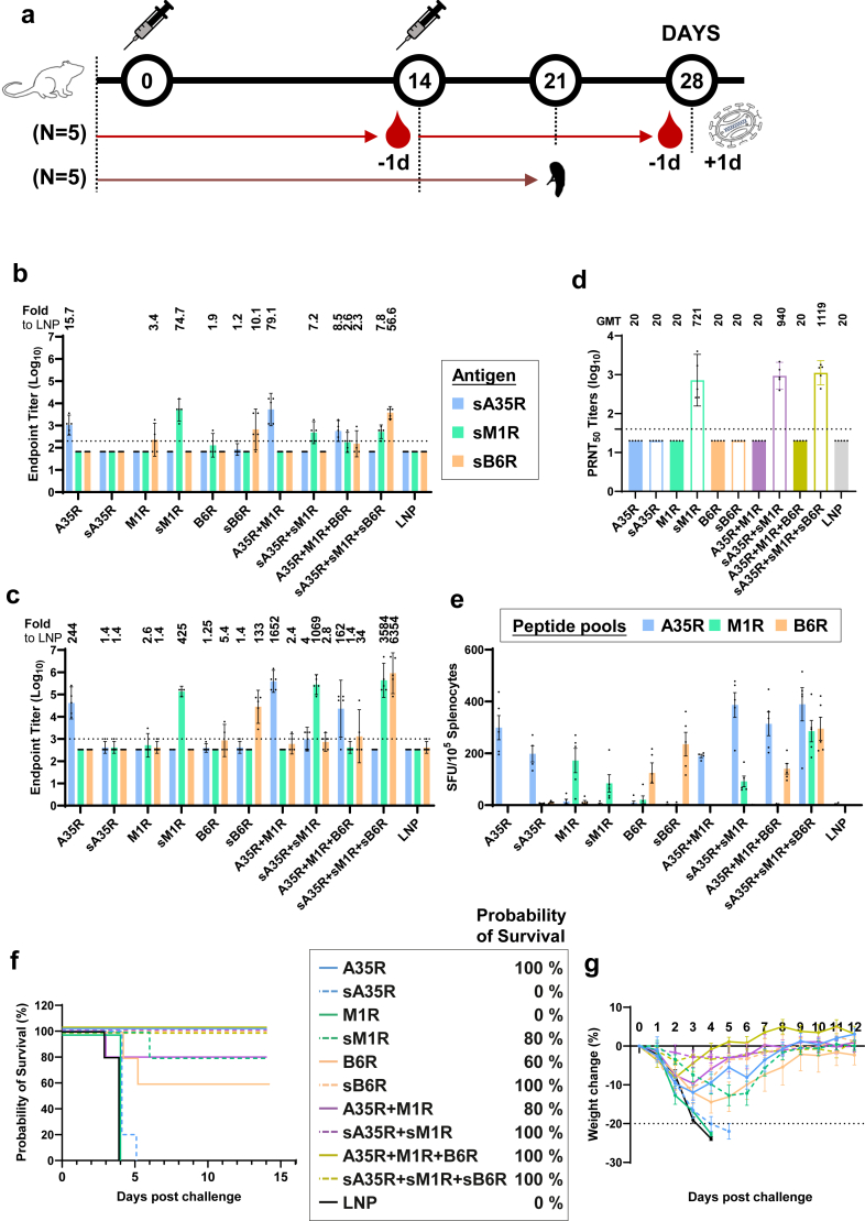 Single-chain A35R-M1R-B6R trivalent mRNA vaccines protect mice against both mpox virus and vaccinia virus.