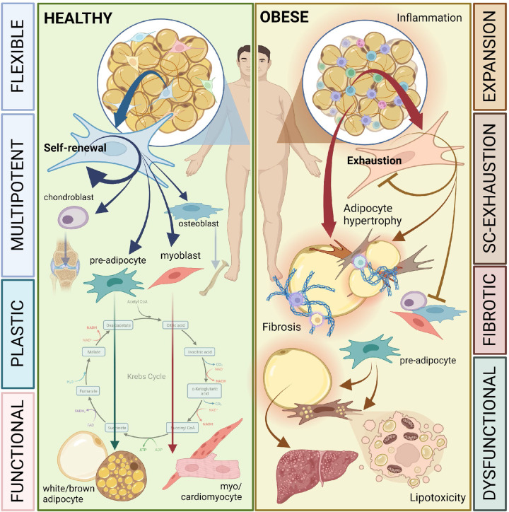 New concepts in the roles of AMPK in adipocyte stem cell biology.