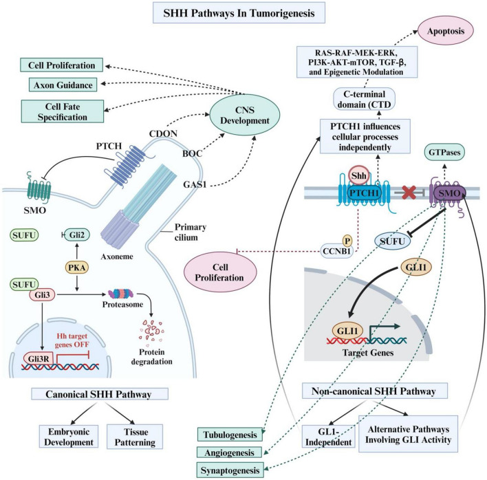Sonic hedgehog signalling pathway in CNS tumours: its role and therapeutic implications.