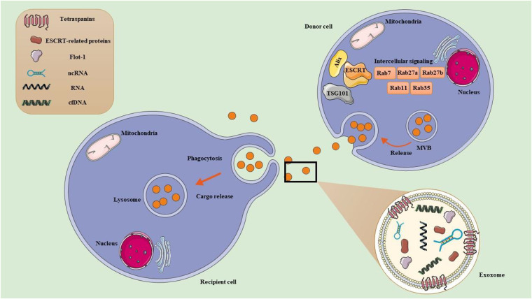 Exercise mediates myocardial infarction via non-coding RNAs.
