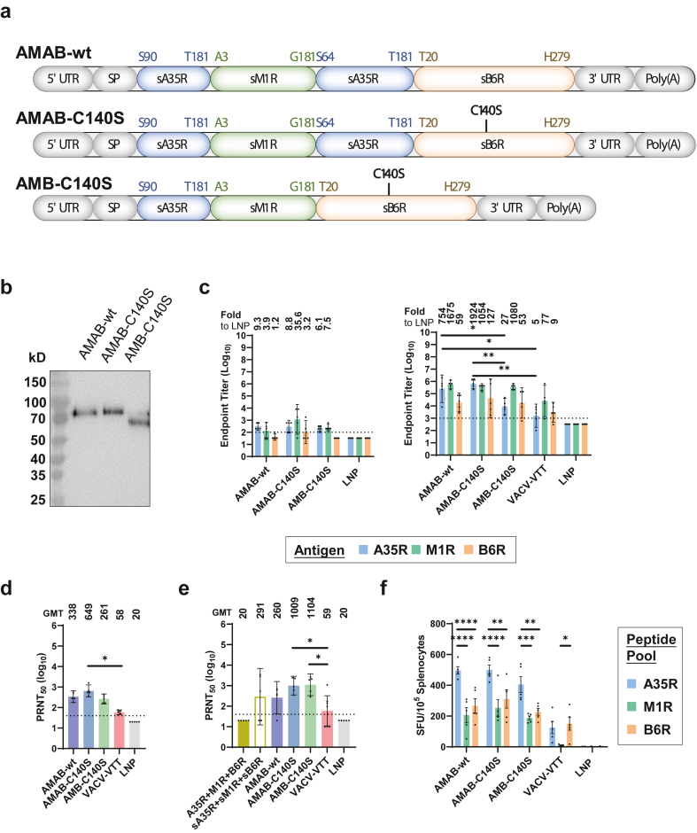 Single-chain A35R-M1R-B6R trivalent mRNA vaccines protect mice against both mpox virus and vaccinia virus.