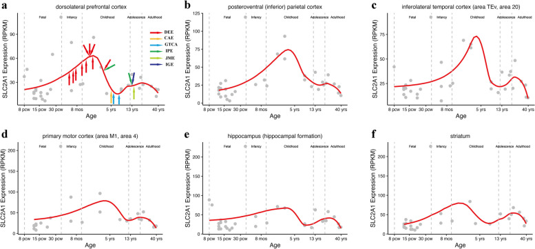 SLC2A1 variants cause late-onset epilepsy and the genetic-dependent stage feature : For the China Epilepsy Gene 1.0 Project.