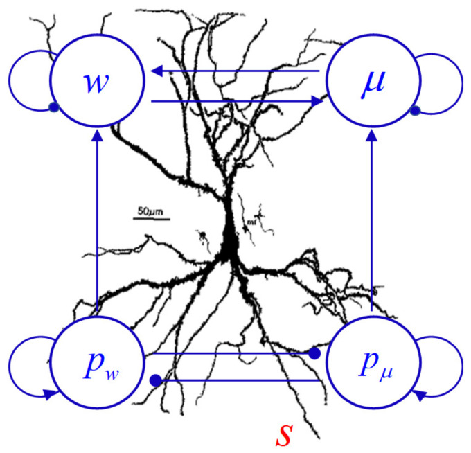 Bayesian Mechanics of Synaptic Learning Under the Free-Energy Principle.