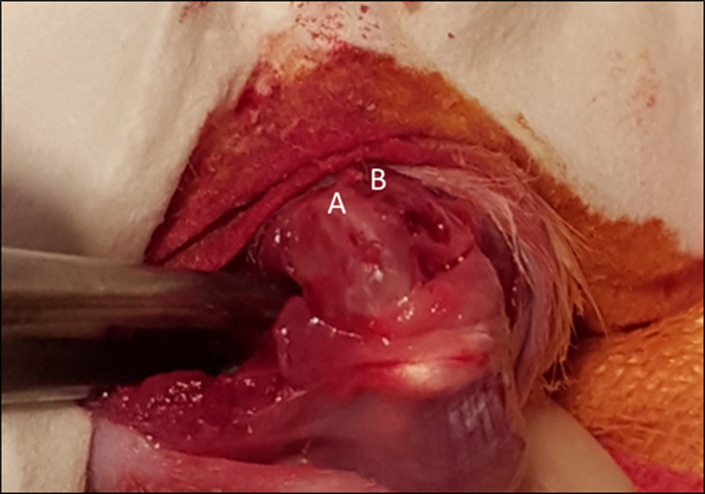 Comparison of the bioactivity and apoptotic responses of hyaline cartilage chondrocytes and fibrocartilage chondrocytes obtained by bone marrow stimulation in rats.
