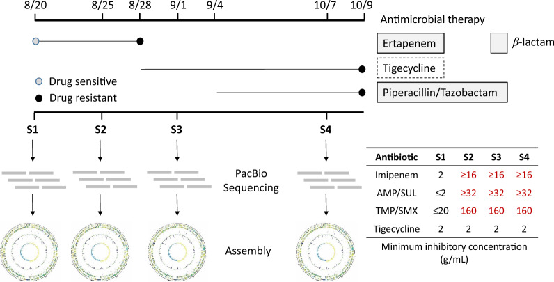 Emergence of carbapenem resistance in persistent Shewanella algae bacteremia: the role of pdsS G547W mutation in adaptive subpopulation dynamics.