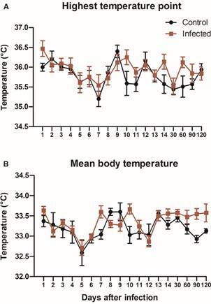Revisiting the development of Trypanosoma rangeli in the vertebrate host.