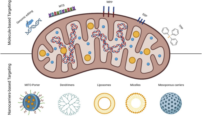 Pioneering Advances and Innovative Applications of Mesoporous Carriers for Mitochondria-Targeted Therapeutics.