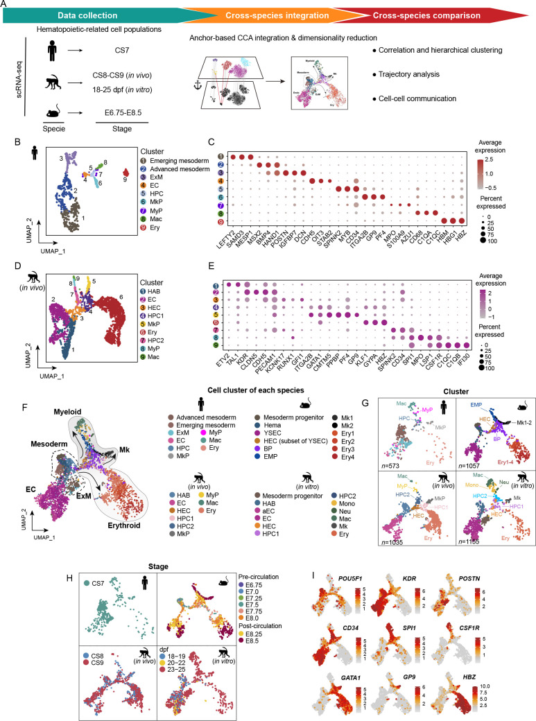 Integrative cross-species transcriptome analysis reveals earlier occurrence of myelopoiesis in pre-circulation primates compared to mice.