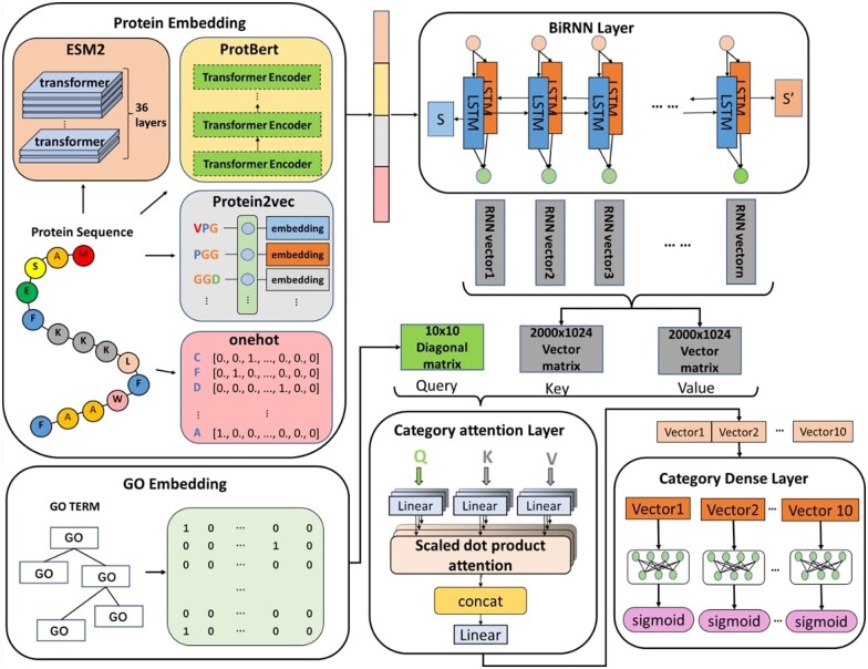RecGOBD: accurate recognition of gene ontology related brain development protein functions through multi-feature fusion and attention mechanisms.