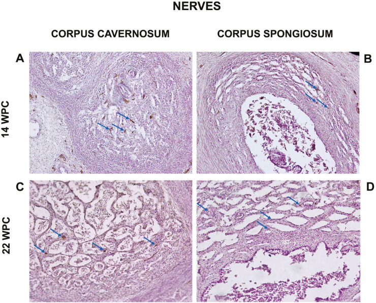 Development of nerves and vessels in the penis during the human fetal period.