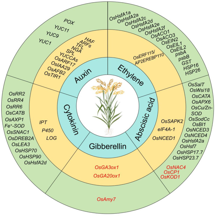 How Rice Responds to Temperature Changes and Defeats Heat Stress.