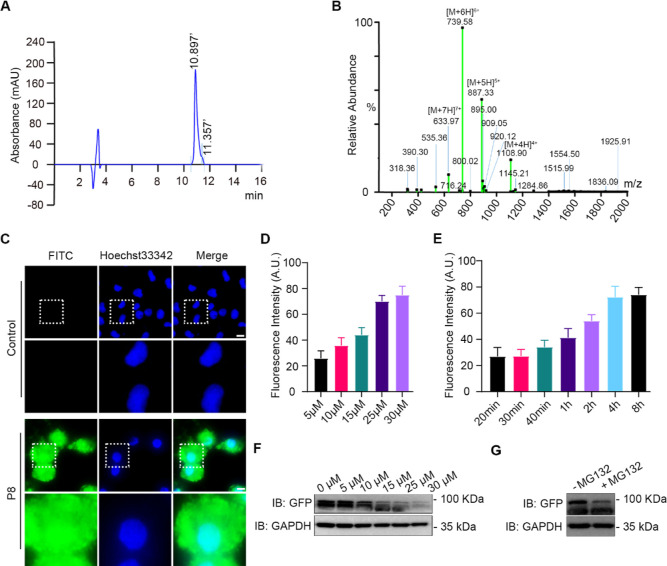Promising Proteolysis-Targeting Chimera for Mutant p53-R175H.