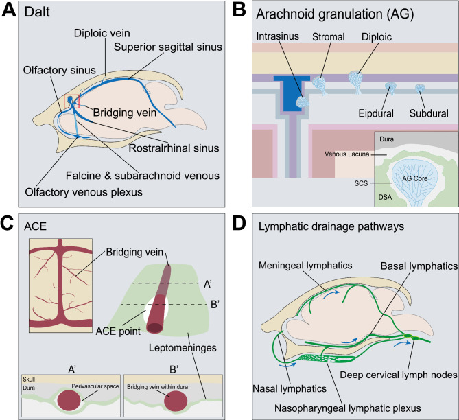 Reimagining the meninges from a neuroimmune perspective: a boundary, but not peripheral.