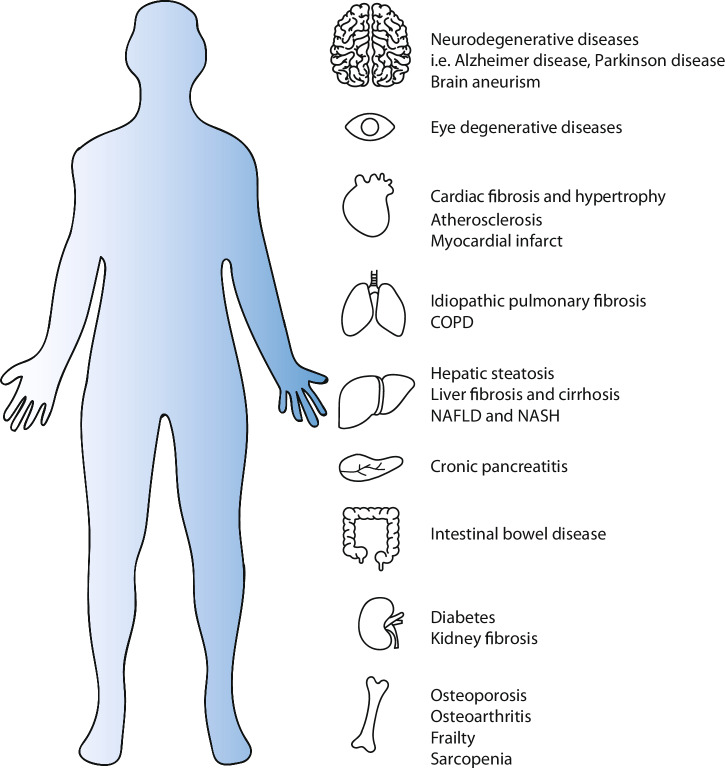 Emerging insights in senescence: pathways from preclinical models to therapeutic innovations.