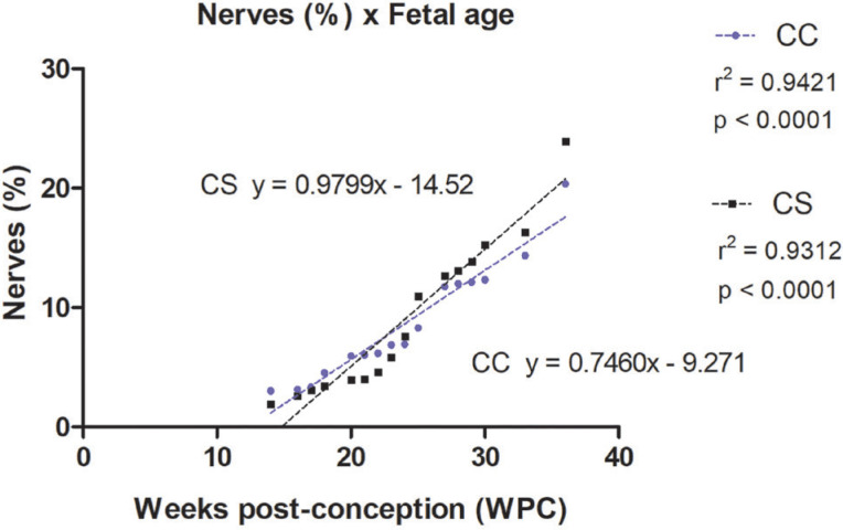 Development of nerves and vessels in the penis during the human fetal period.