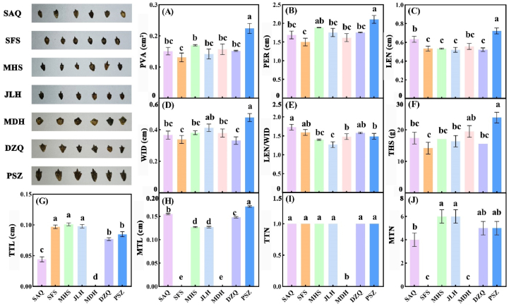 Morphological adaptation strategy of invasive plant <i>Ambrosia trifida</i> seed distributed along rivers is closely related to soil nutrients.