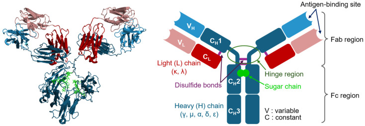 A Brief Chronicle of Antibody Research and Technological Advances.