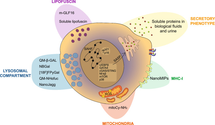 Emerging insights in senescence: pathways from preclinical models to therapeutic innovations.