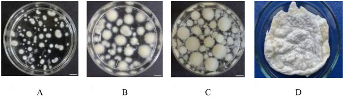 Enhancement of antioxidant activity and total phenolic content of Fomitopsis pinicola mycelium extract.
