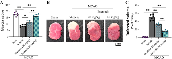 Esculetin attenuates cerebral ischemia-reperfusion injury and protects neurons through Nrf2 activation in rats.