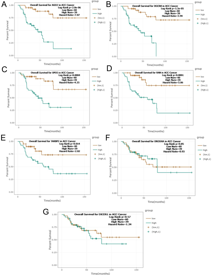 AGO2 protein: a key enzyme in the miRNA pathway as a novel biomarker in adrenocortical carcinoma.