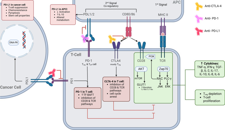 The potential role of exercise in mitigating fertility toxicity associated with immune checkpoint inhibitors (ICIs) in cancer patients.