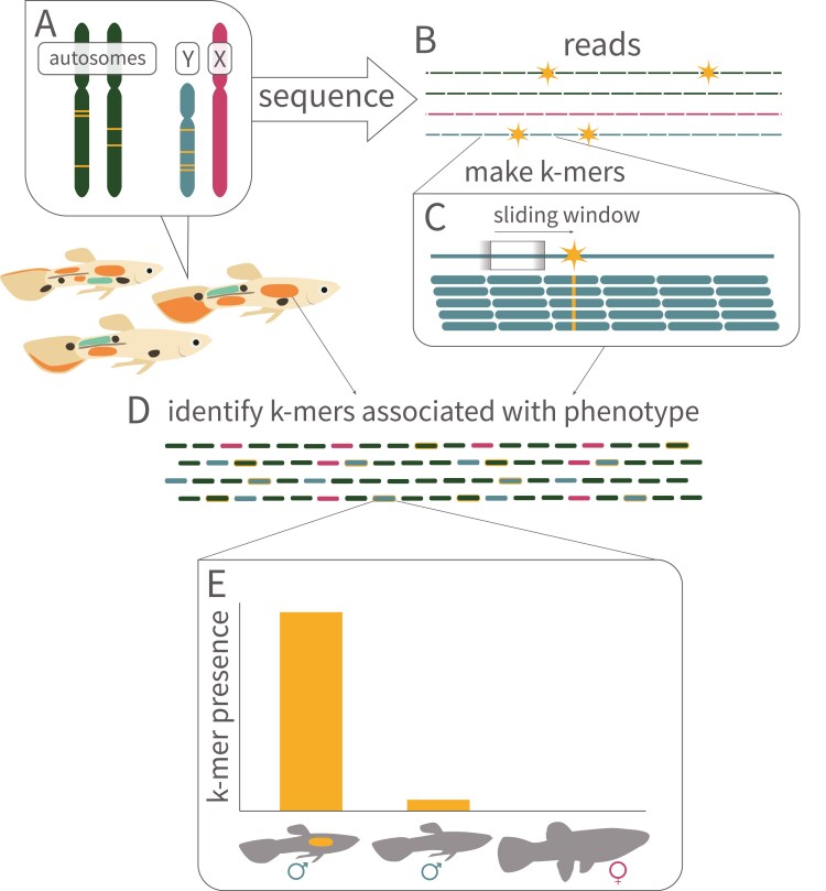 Hiding in plain sight: the Y chromosome and its reinvigorated role in evolutionary processes.