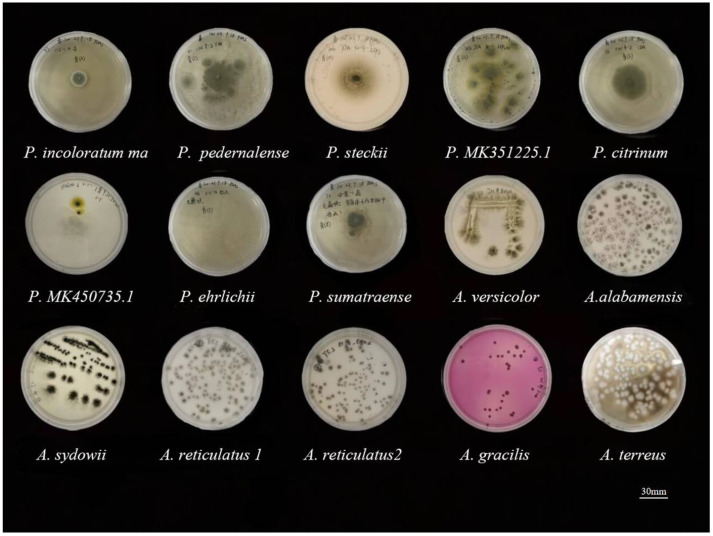 Quantitative Monitoring of Cyclic Glycine-Proline in Marine Mangrove-Derived Fungal Metabolites.