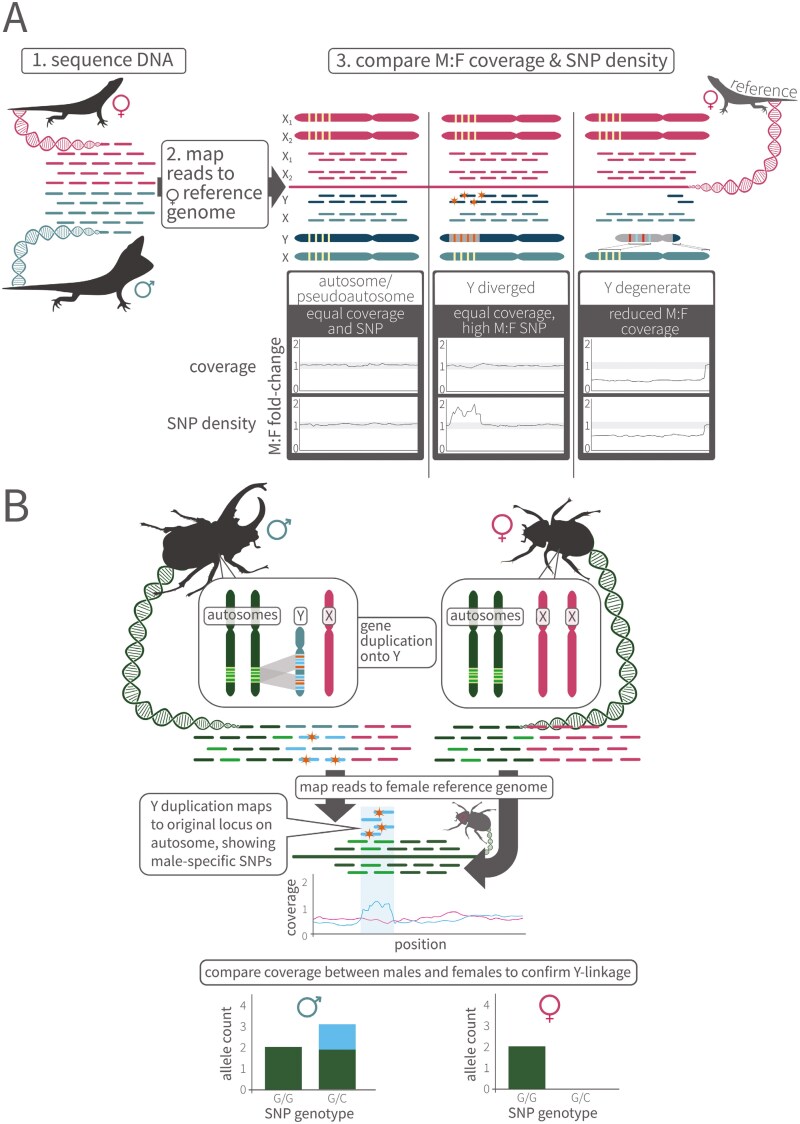 Hiding in plain sight: the Y chromosome and its reinvigorated role in evolutionary processes.
