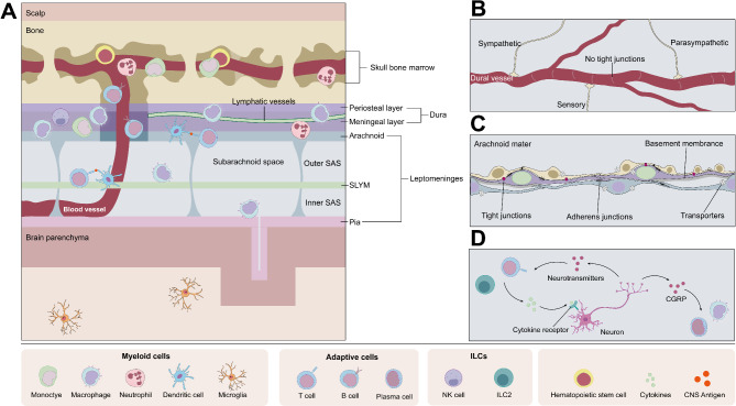 Reimagining the meninges from a neuroimmune perspective: a boundary, but not peripheral.