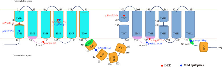 SLC2A1 variants cause late-onset epilepsy and the genetic-dependent stage feature : For the China Epilepsy Gene 1.0 Project.