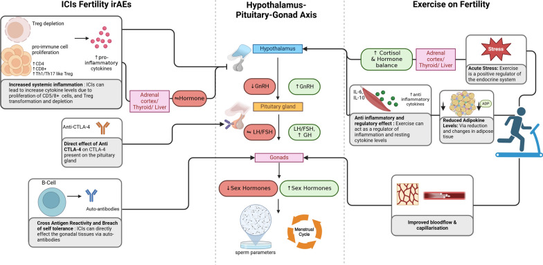 The potential role of exercise in mitigating fertility toxicity associated with immune checkpoint inhibitors (ICIs) in cancer patients.