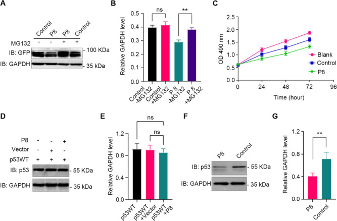 Promising Proteolysis-Targeting Chimera for Mutant p53-R175H.