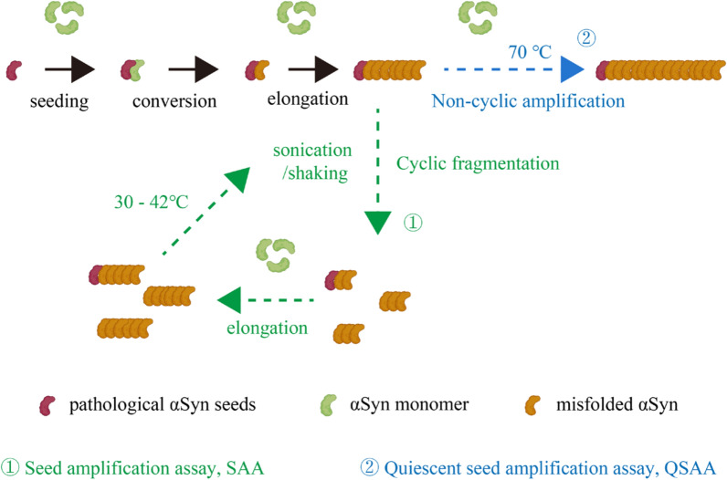 α-Synuclein seeding amplification assays for diagnosing synucleinopathies: an innovative tool in clinical implementation.