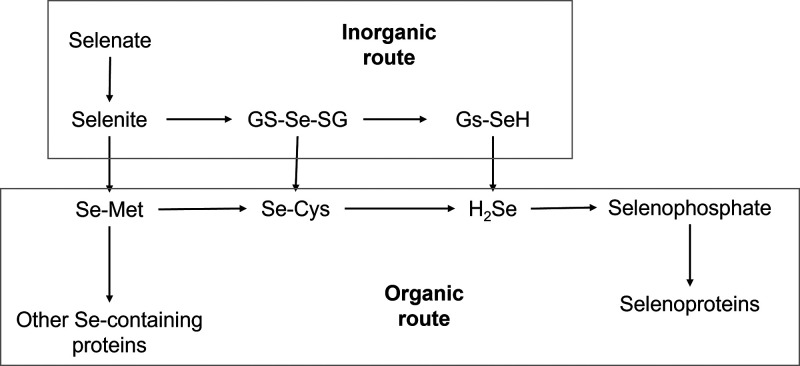Acute Ecotoxicity and Bioconcentration Tests for Se(IV) in Nile tilapia (<i>Oreochromis niloticus</i>).