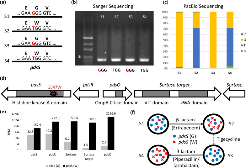Emergence of carbapenem resistance in persistent Shewanella algae bacteremia: the role of pdsS G547W mutation in adaptive subpopulation dynamics.