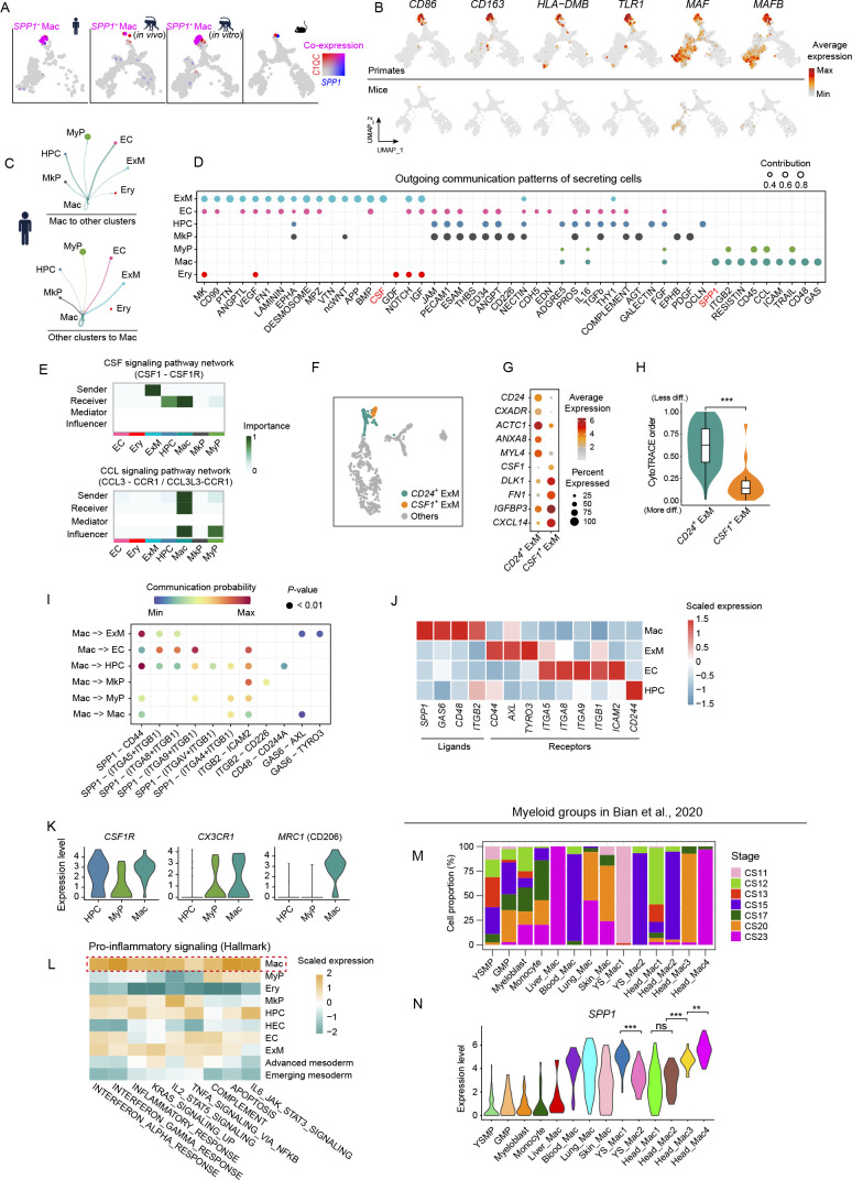 Integrative cross-species transcriptome analysis reveals earlier occurrence of myelopoiesis in pre-circulation primates compared to mice.