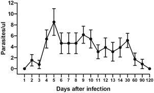 Revisiting the development of Trypanosoma rangeli in the vertebrate host.