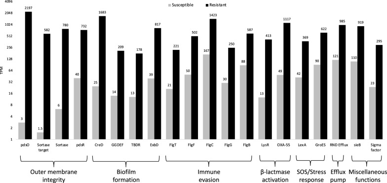 Emergence of carbapenem resistance in persistent Shewanella algae bacteremia: the role of pdsS G547W mutation in adaptive subpopulation dynamics.