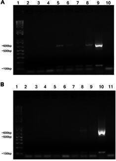 Revisiting the development of Trypanosoma rangeli in the vertebrate host.