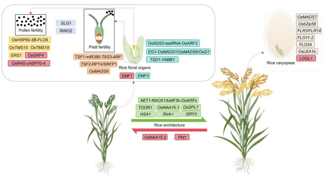 How Rice Responds to Temperature Changes and Defeats Heat Stress.