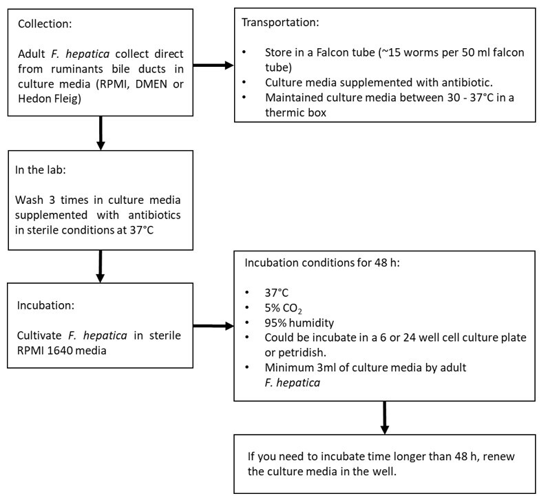 Optimization and workflow of in vitro culture of adult Fasciola hepatica.