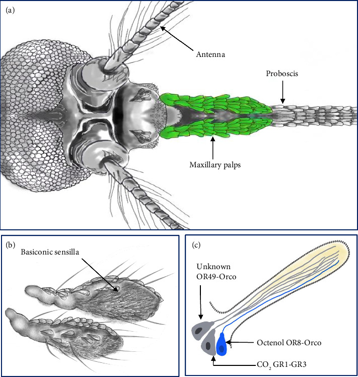 Citrus-Based Bio-Insect Repellents-A Review on Historical and Emerging Trends in Utilizing Phytochemicals of Citrus Plants.