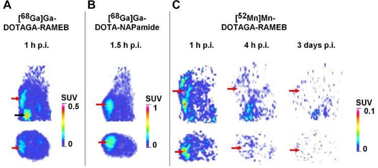 <sup>52</sup>Mn-labelled Beta-cyclodextrin for Melanoma Imaging: A Proof-of-concept Preclinical Study.