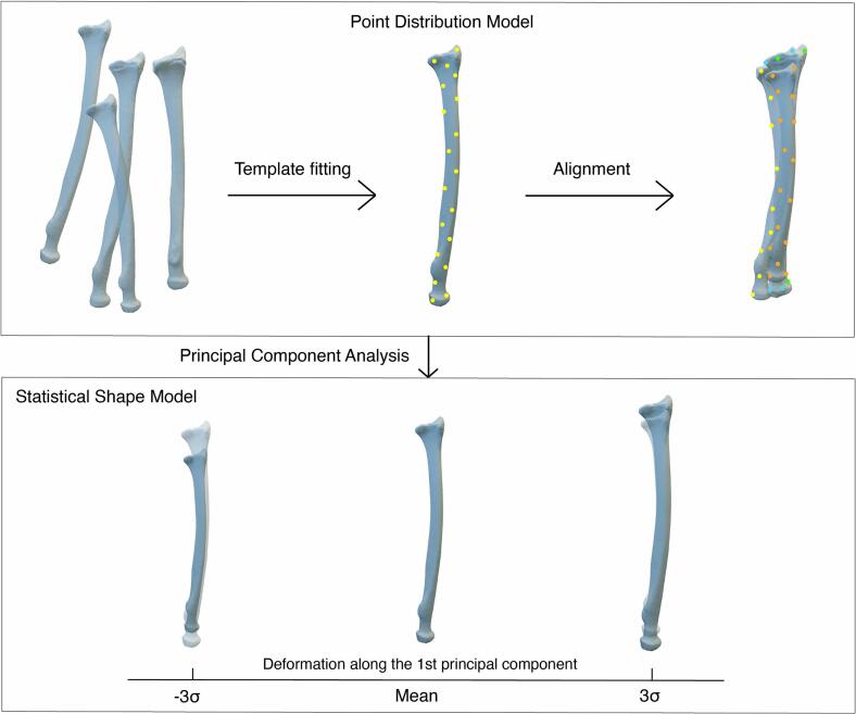 Exploring shape changes in healthy bone growth through 3D spatiotemporal statistical shape models: A scoping review