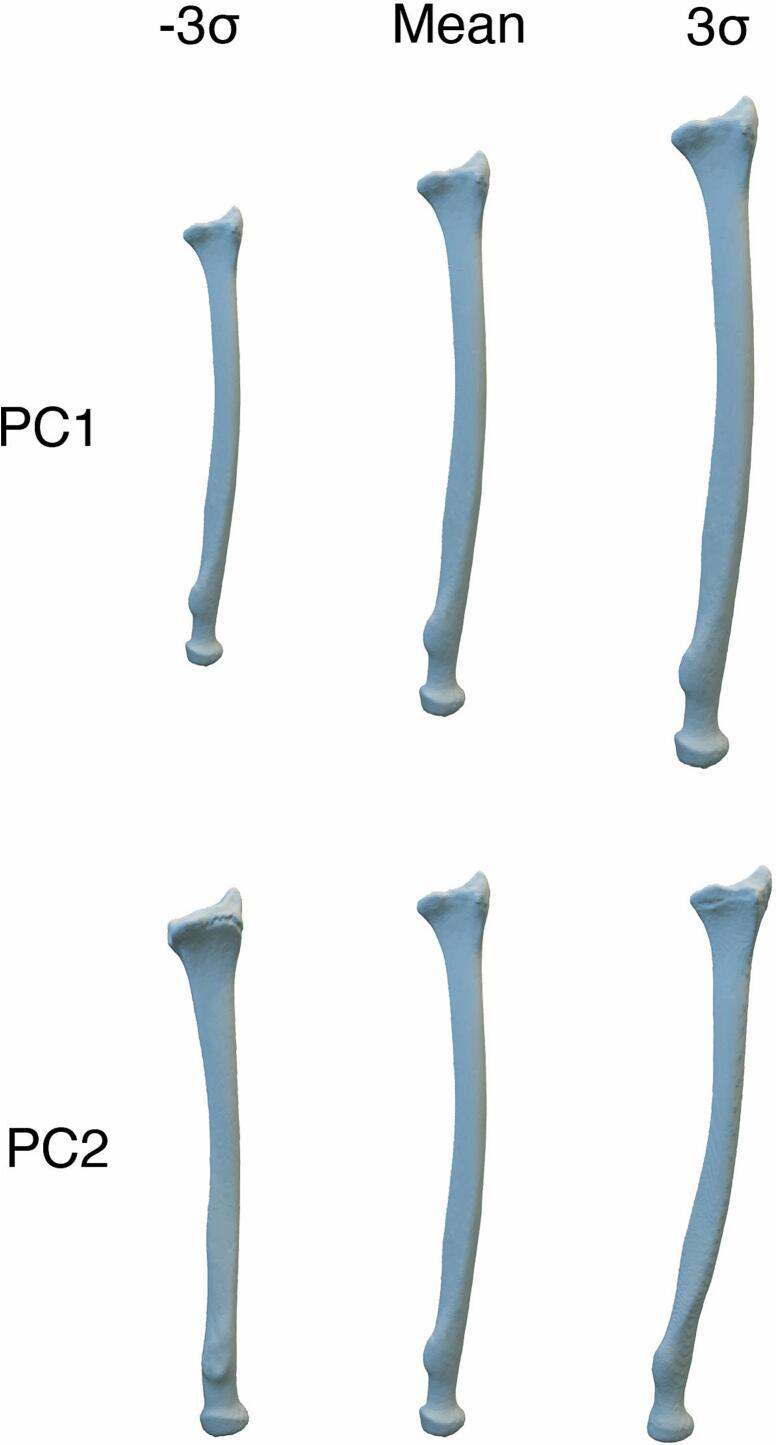 Exploring shape changes in healthy bone growth through 3D spatiotemporal statistical shape models: A scoping review