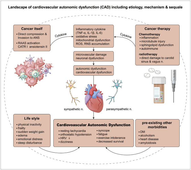 Cardiovascular Autonomic Dysfunction Before and After Chemotherapy in Cancer Patients.