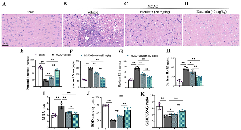 Esculetin attenuates cerebral ischemia-reperfusion injury and protects neurons through Nrf2 activation in rats.